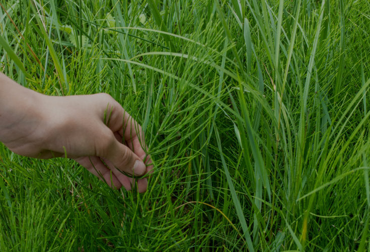 Wild Horsetail Grass