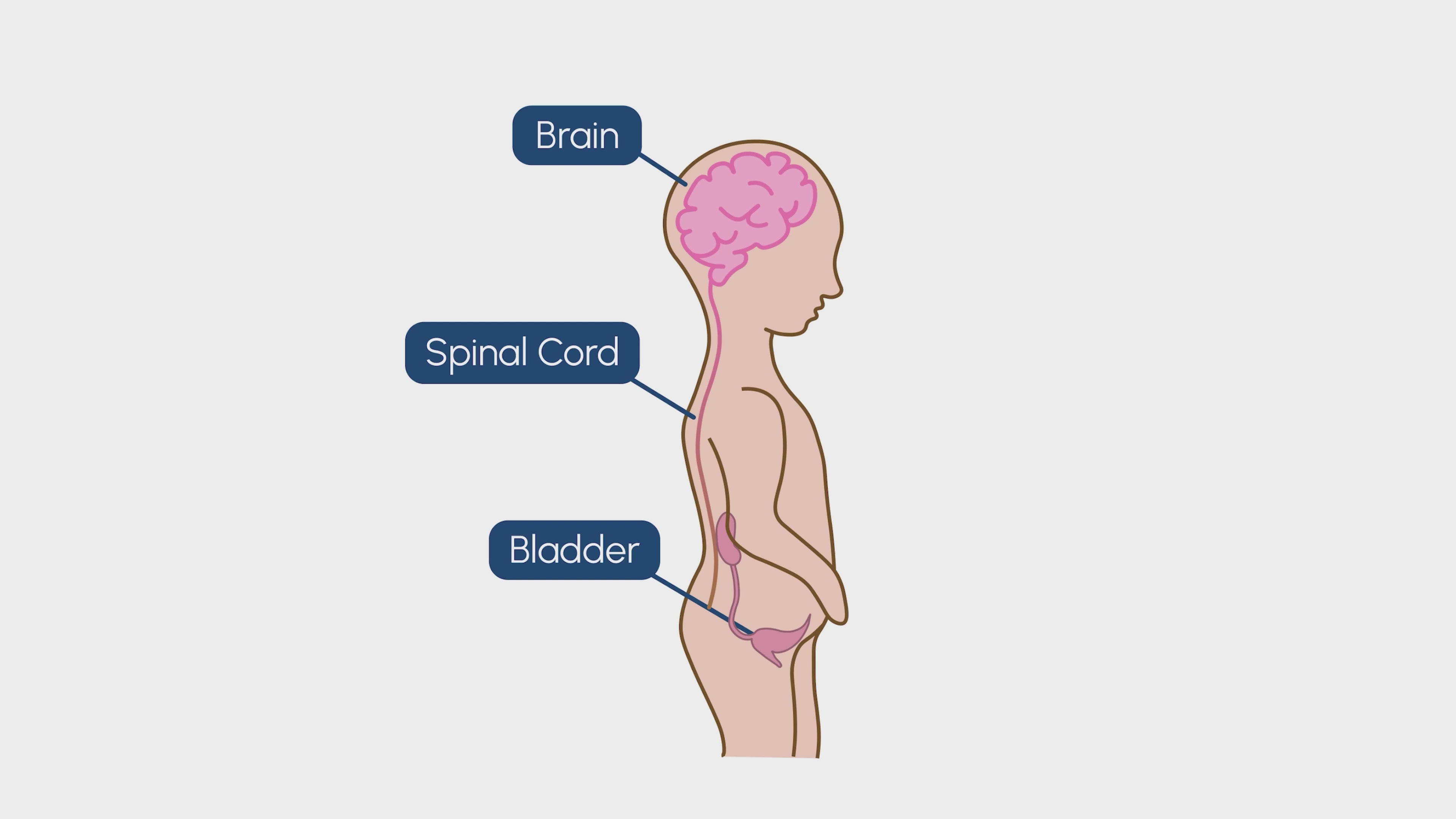 Urox® Junior’s 3-fold effect video. Strengthens bladder & pelvic floor muscles, Reduces urothelium oversensitivity, Stabilises neural stimulation of the bladder muscle.